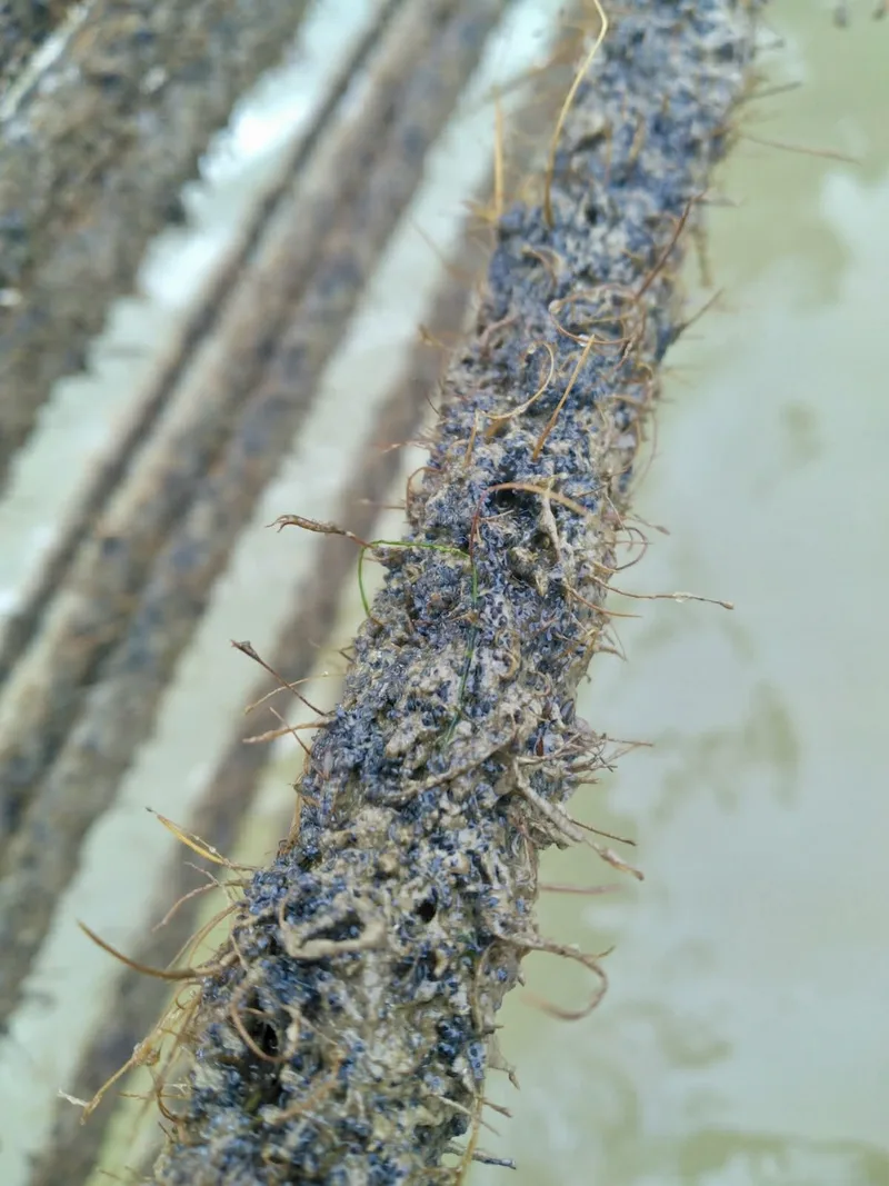 Détail macro d'une corde en coco colonisée par les jeunes moules après captage