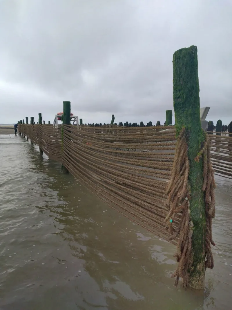 Rangée de bouchots équipés de cordes en coco — vue panoramique d'un parc mytilicole