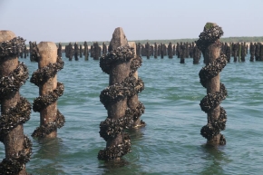 Pieux de Caranday plantés en eau salée pour mytiliculture