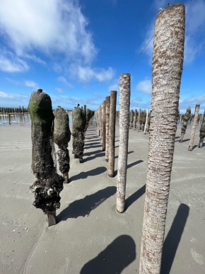 Vue aérienne d'un parc mytilicole équipé de pieux Palmar