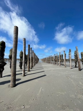 Installation de bouchots en estran à marée basse